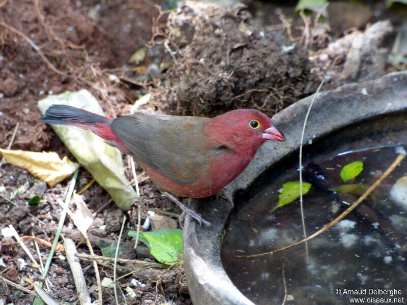 Red-billed Firefinch