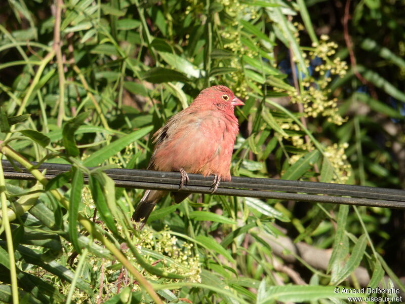 Red-billed Firefinch