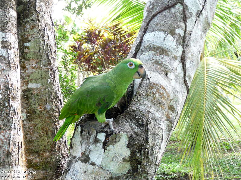 Yellow-crowned Amazonimmature, identification