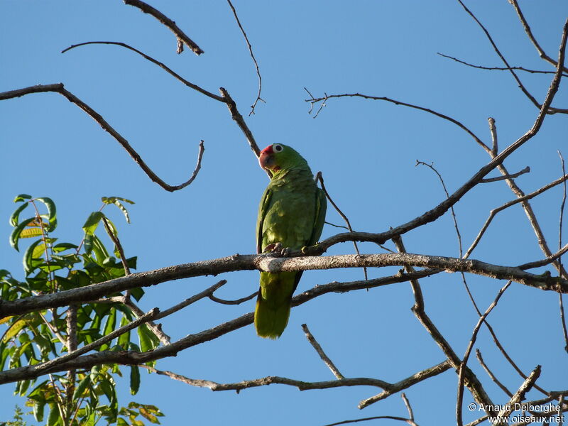 Amazone à lores rouges