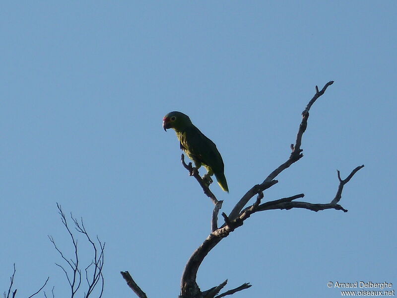 Amazone à lores rouges