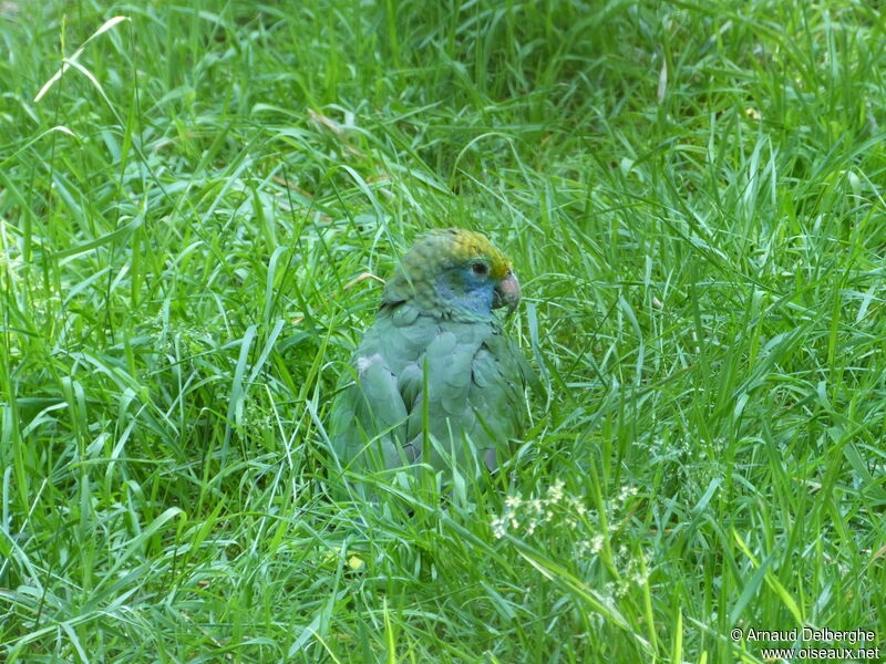 Blue-cheeked Amazon