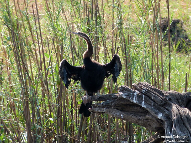 Anhinga d'Afrique