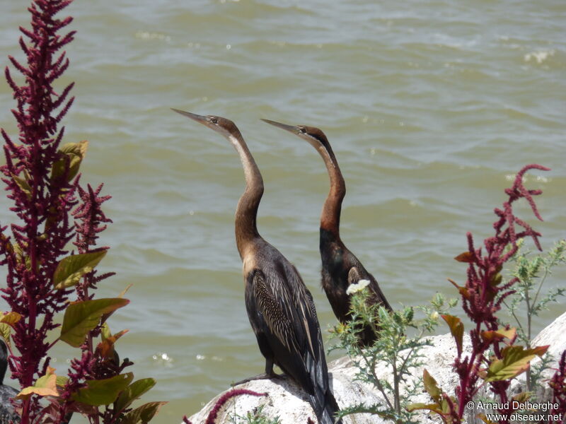 Anhinga d'Afrique