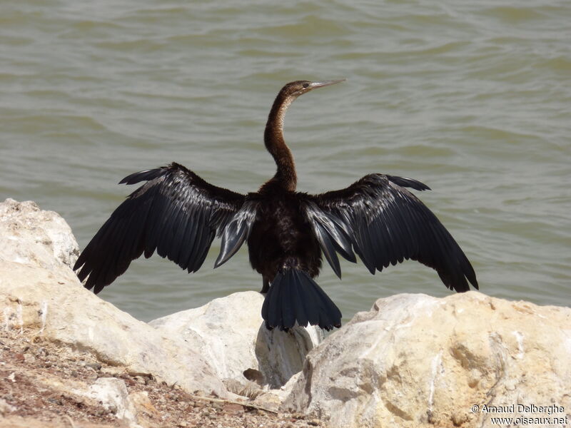 Anhinga d'Afrique