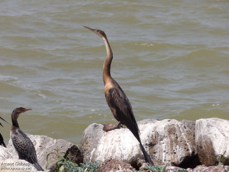 African Darterimmature