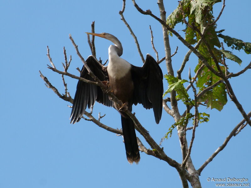 Anhinga d'Amérique