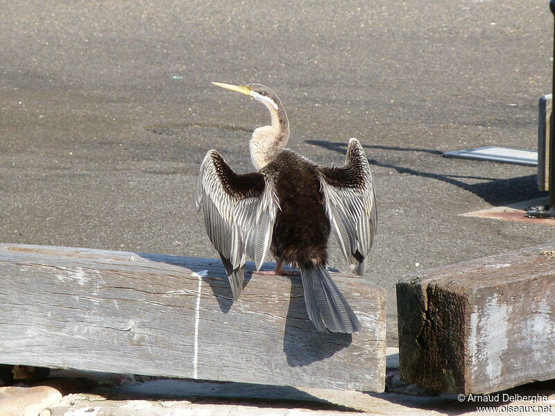 Anhinga d'Australie