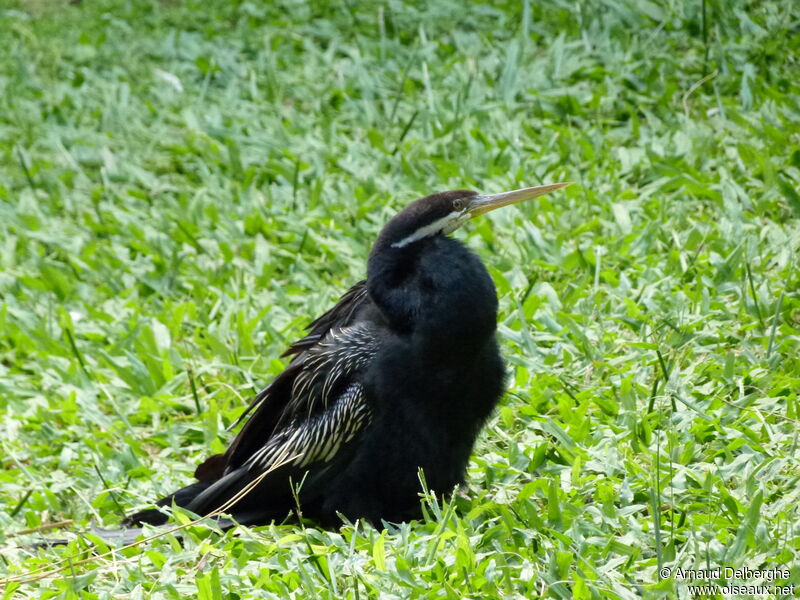 Anhinga d'Australie