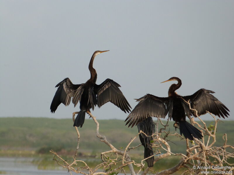 Anhinga roux