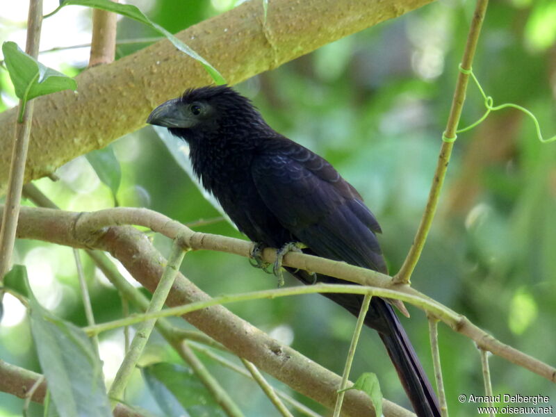 Groove-billed Ani