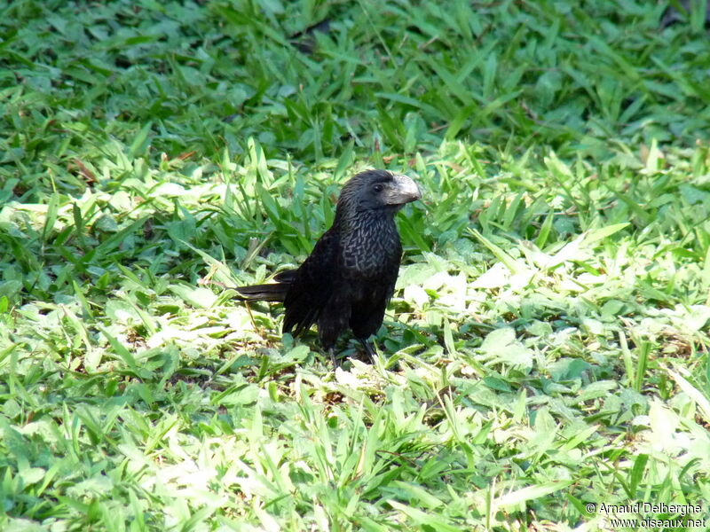 Smooth-billed Ani