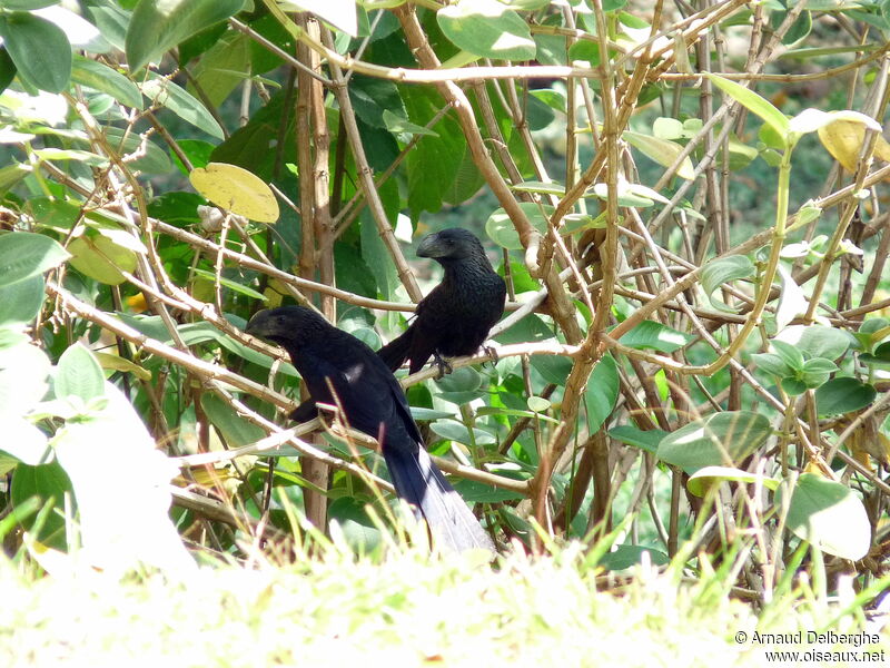 Smooth-billed Ani