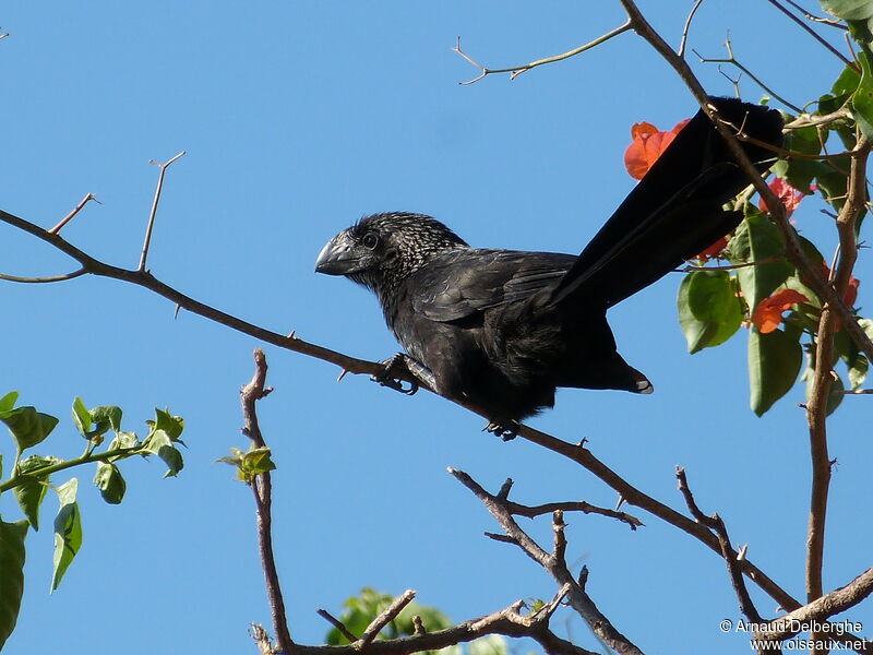 Smooth-billed Ani