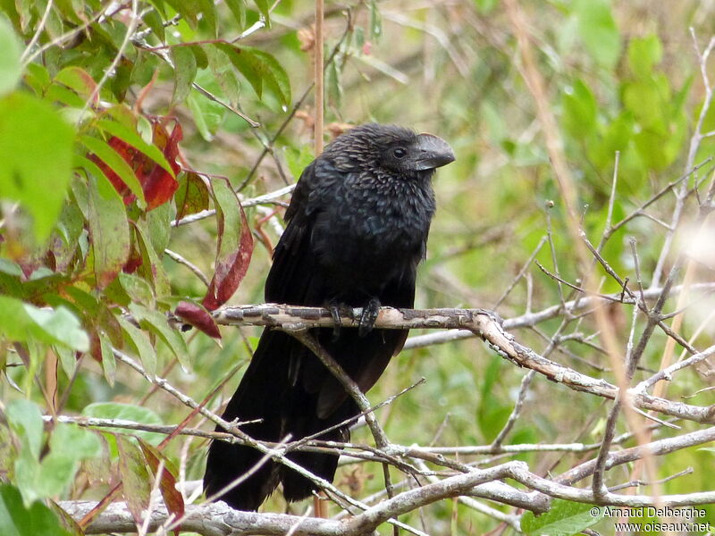 Smooth-billed Ani