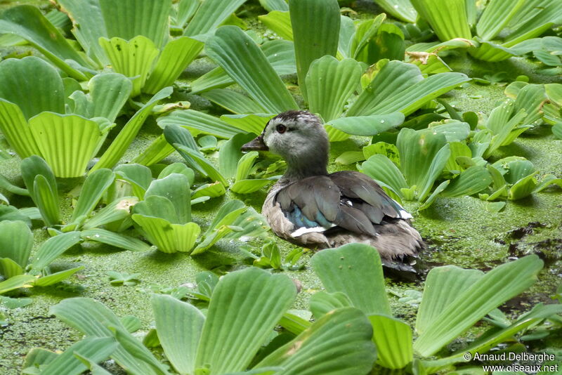 Cotton Pygmy Goose