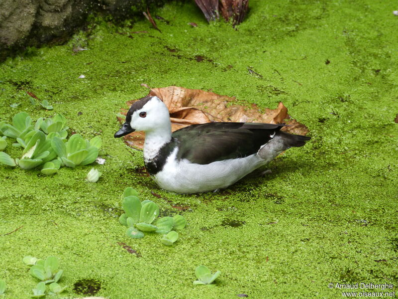 Anserelle de Coromandel mâle adulte, identification