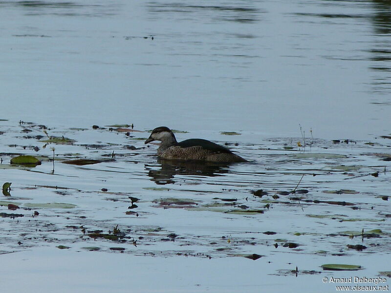 Green Pygmy Goose female