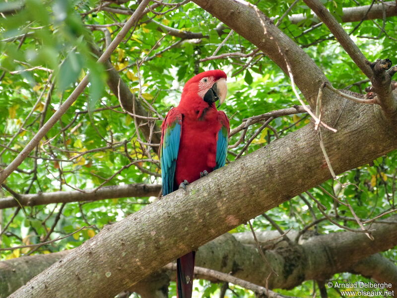 Red-and-green Macaw