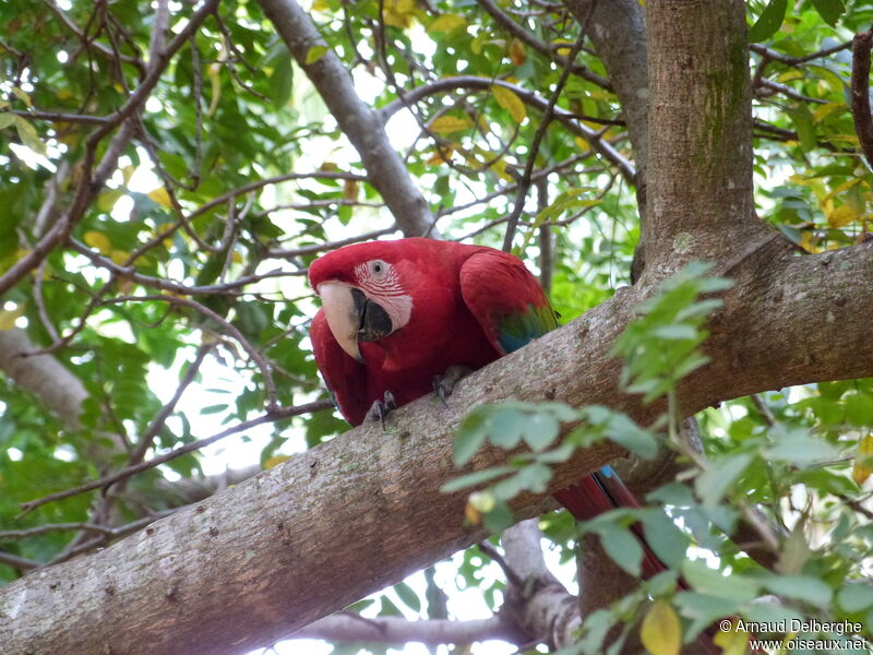 Red-and-green Macaw