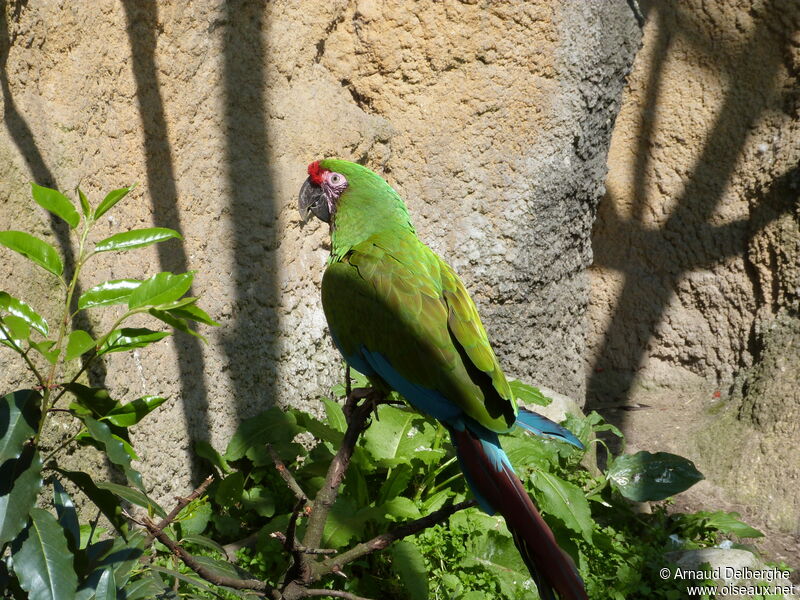 Military Macaw