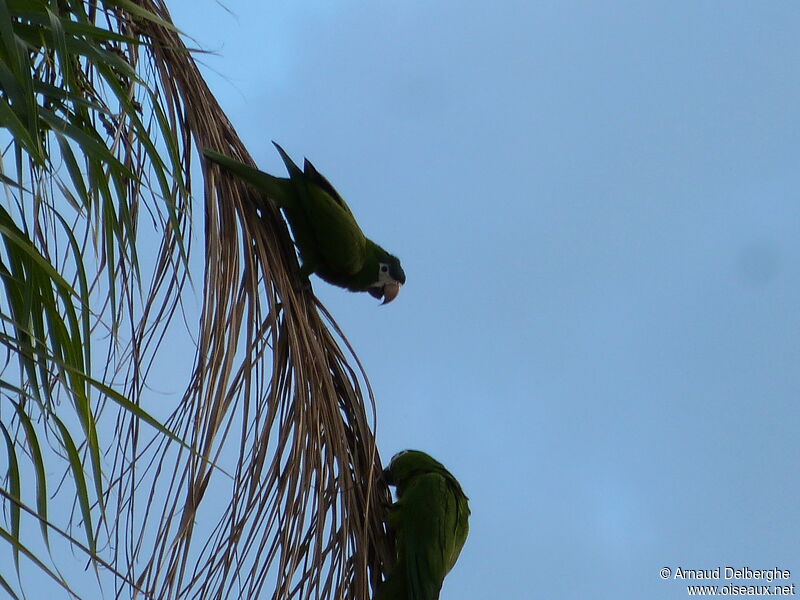 Red-shouldered Macaw