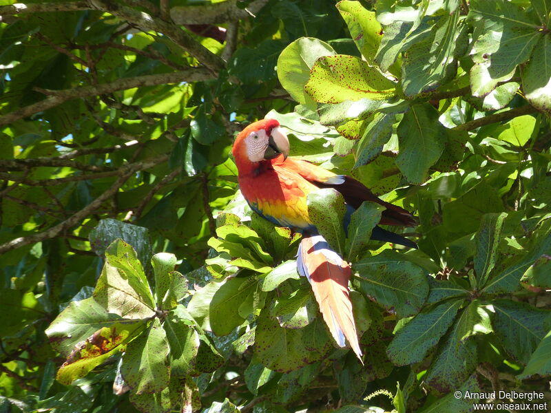 Scarlet Macaw