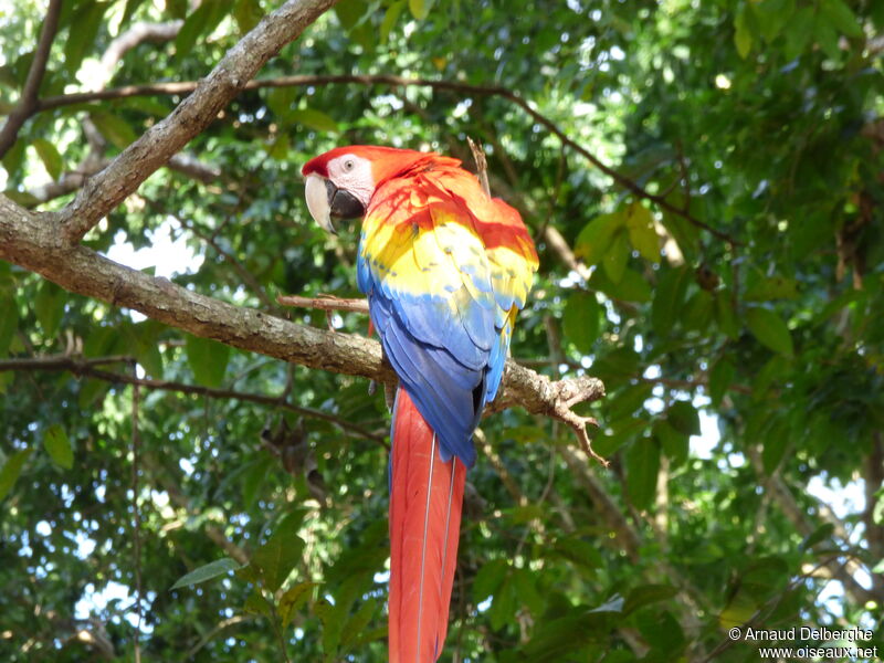 Scarlet Macaw