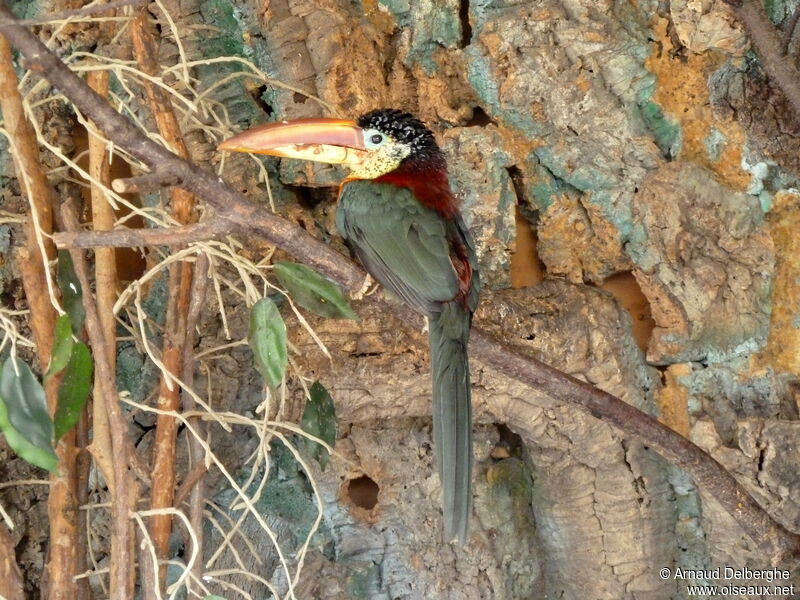 Araçari de Beauharnais