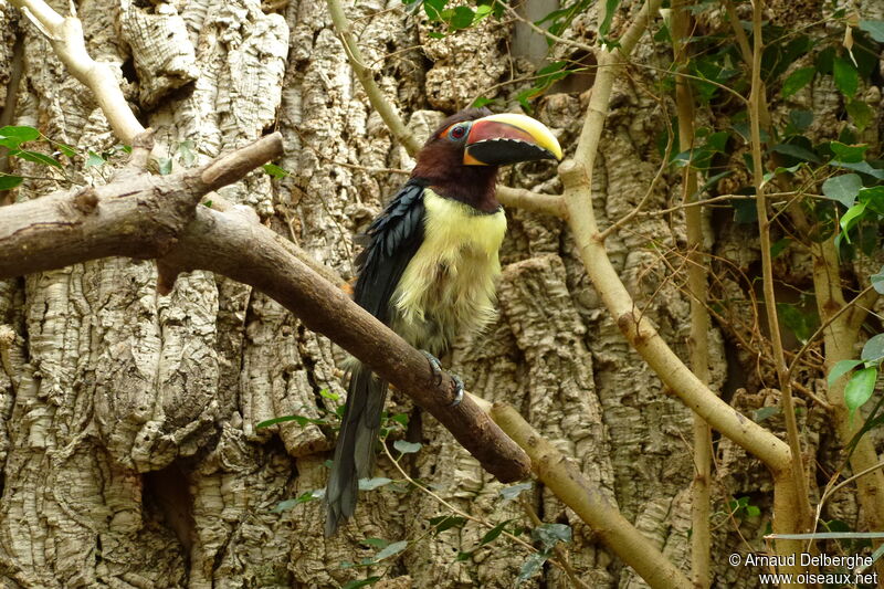 Green Aracari female