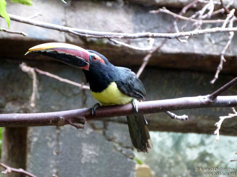 Green Aracari male