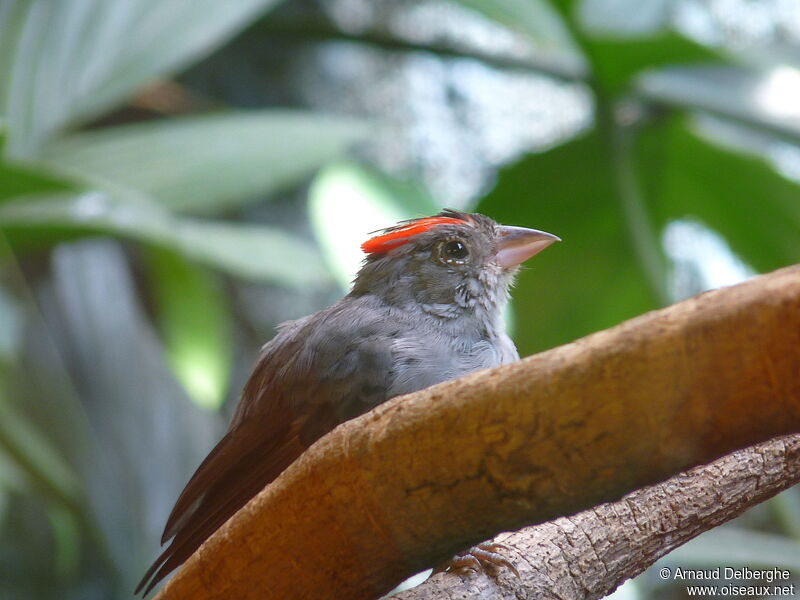 Grey Pileated Finch