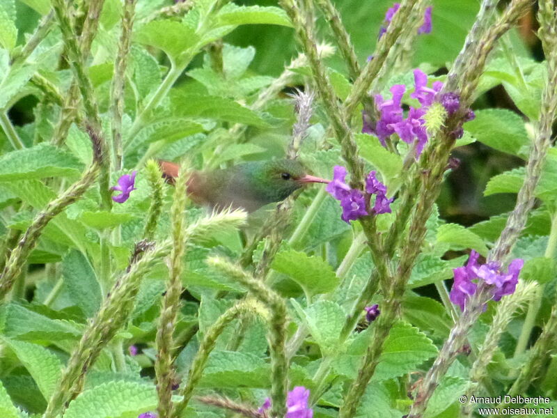 Rufous-tailed Hummingbird