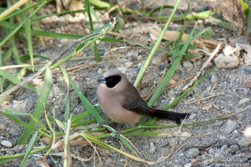 Black-cheeked Waxbill