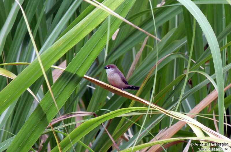 Astrild onduléjuvénile, identification