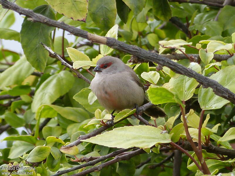 Astrild onduléjuvénile, identification