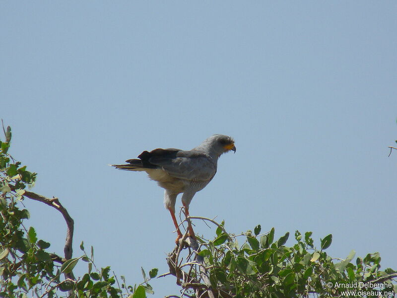 Eastern Chanting Goshawk