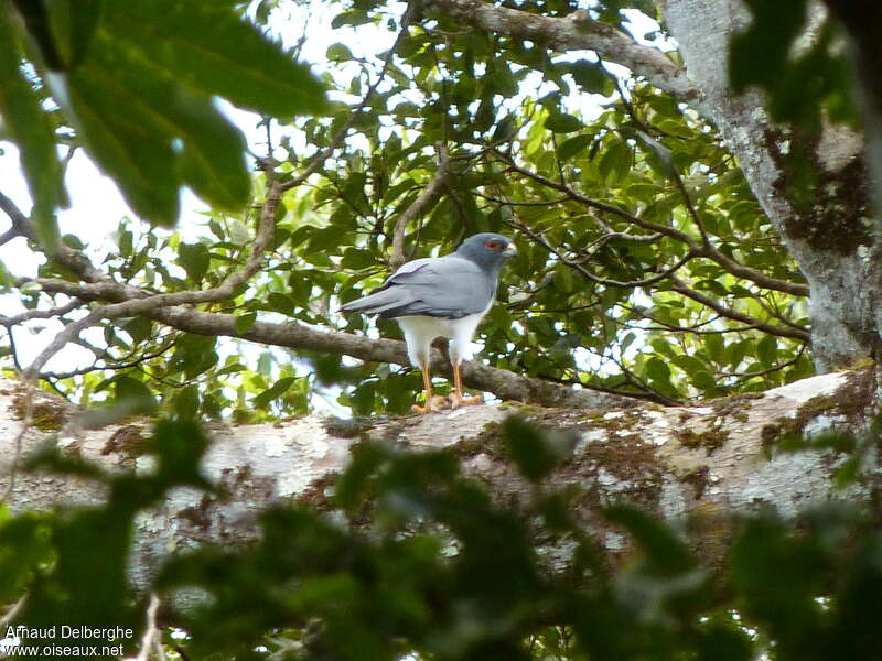 Autour à ventre blancadulte, habitat