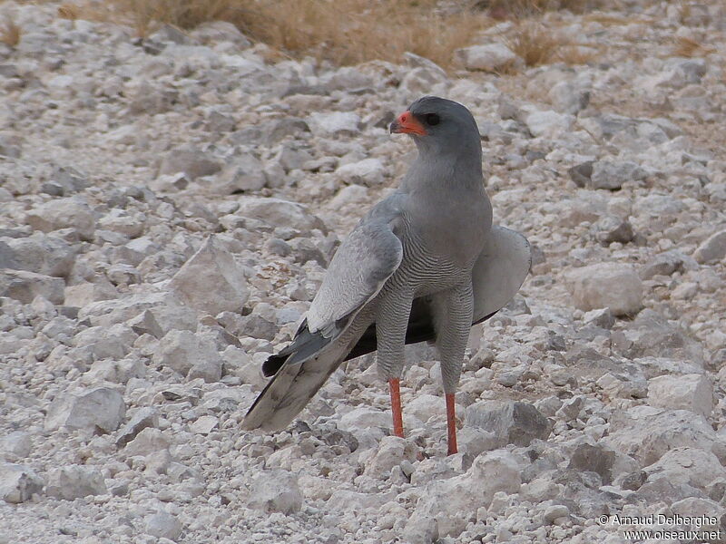 Pale Chanting Goshawk