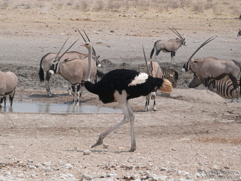 Autruche d'Afrique