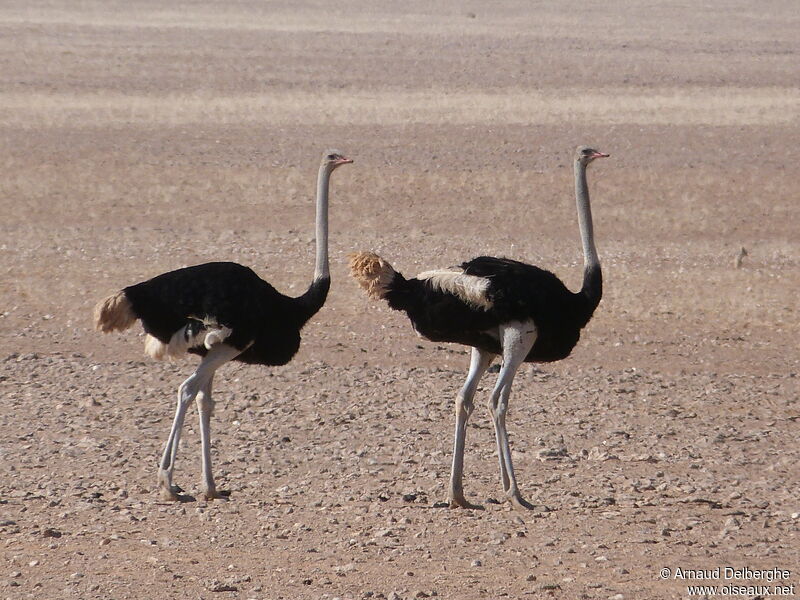 Common Ostrich