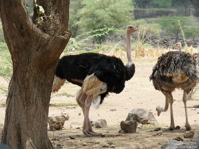 Common Ostrich