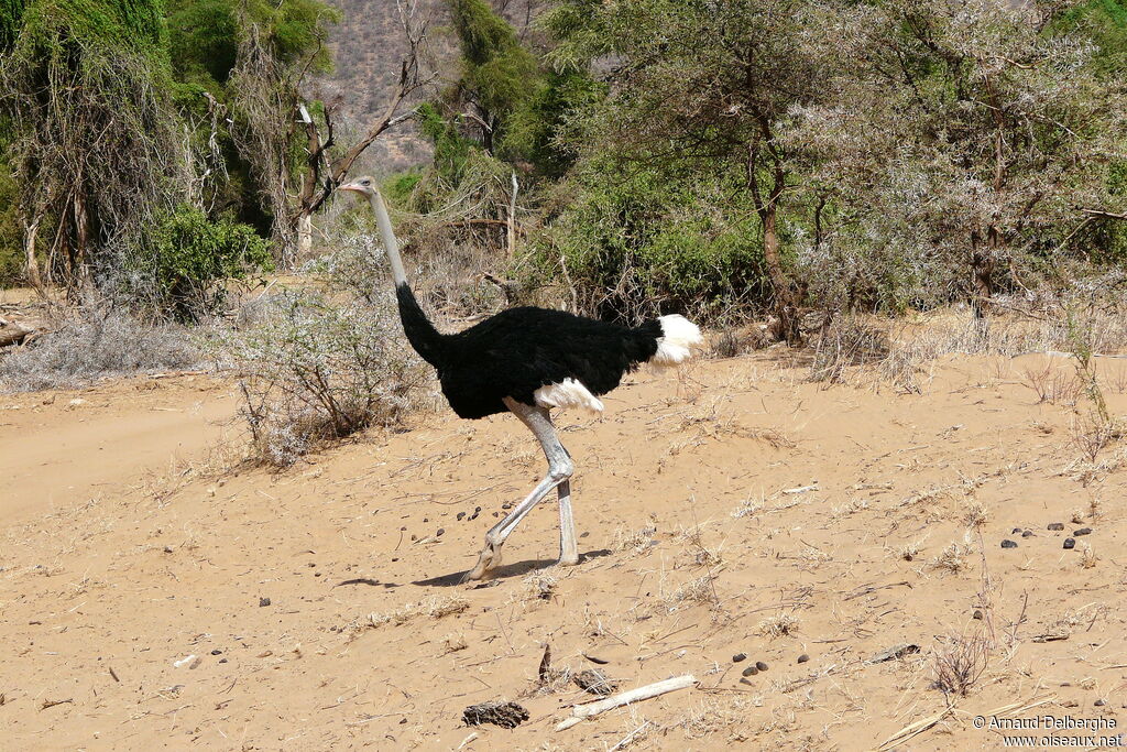 Autruche de Somalie