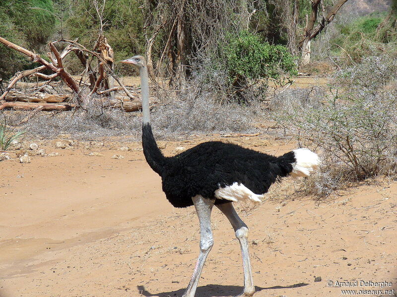 Somali Ostrich