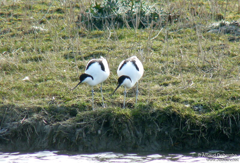 Avocette élégante