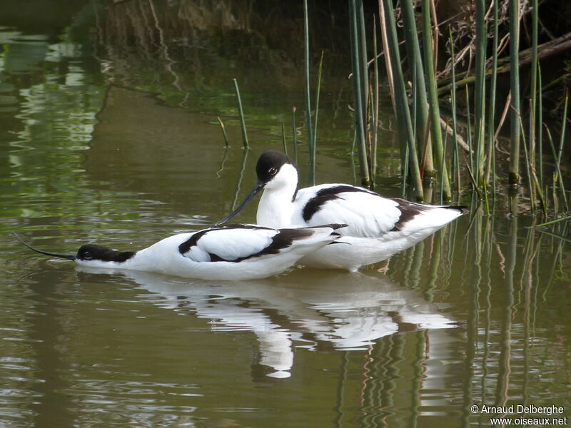 Avocette élégante