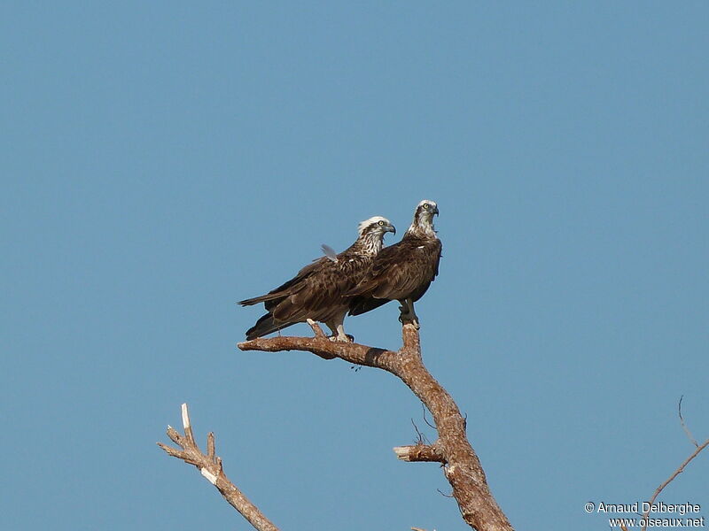 Balbuzard d'Australie