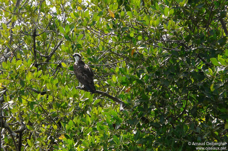 Balbuzard pêcheur