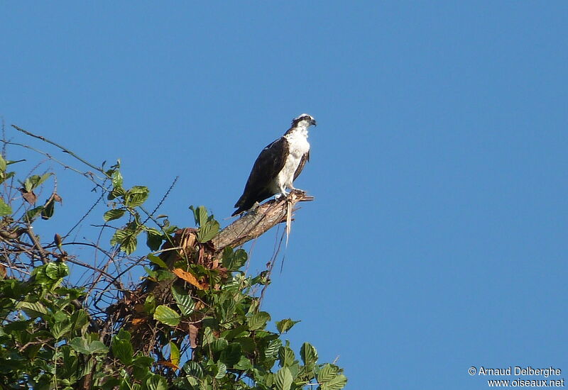 Balbuzard pêcheur