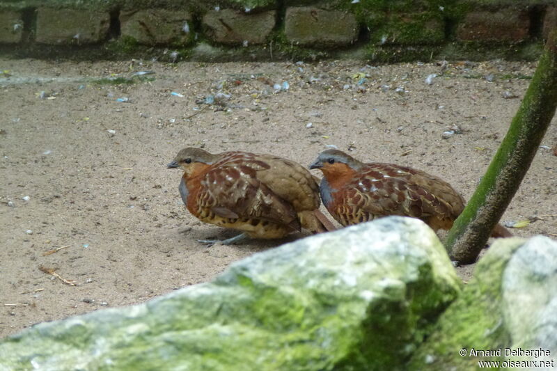 Chinese Bamboo Partridge